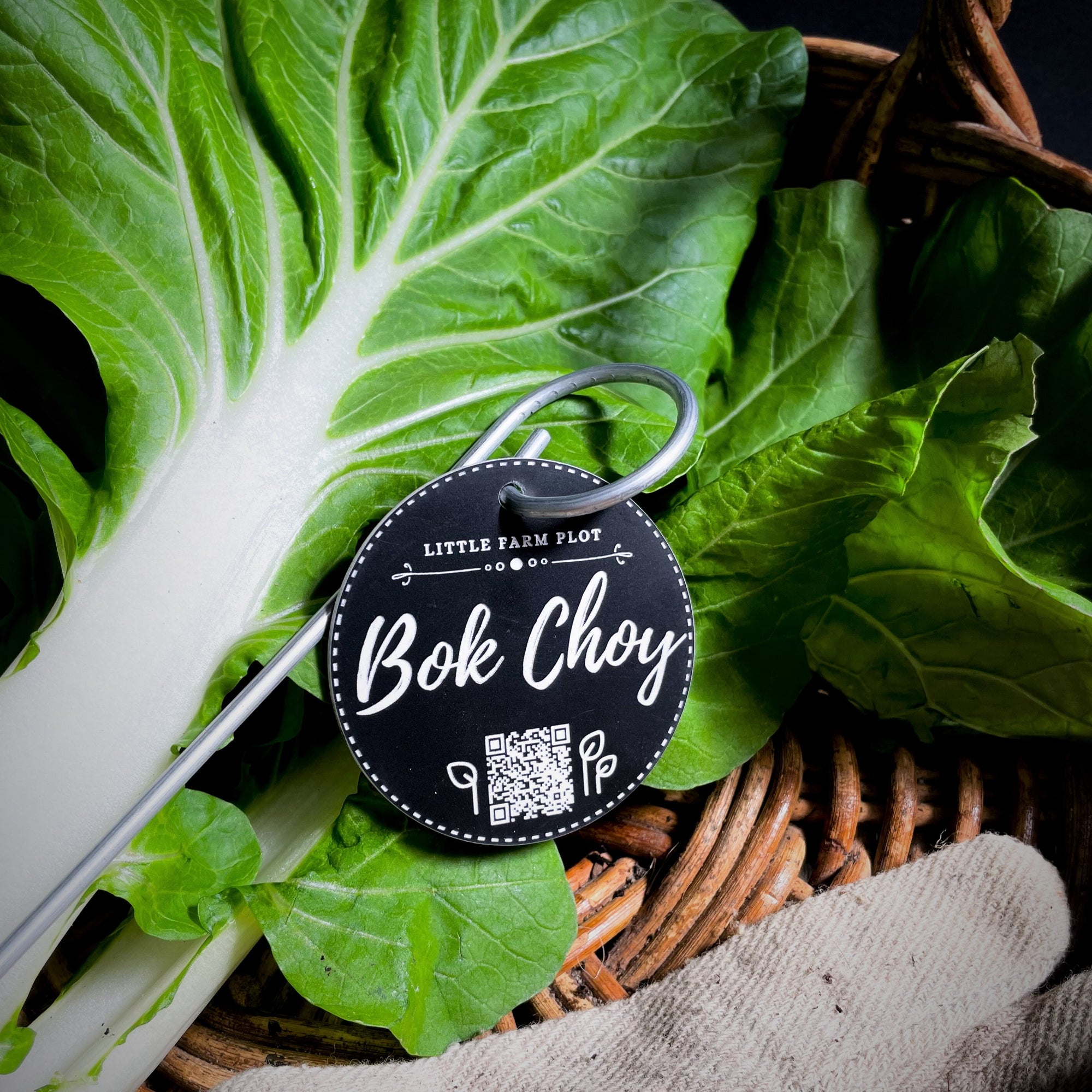 Bok Choy