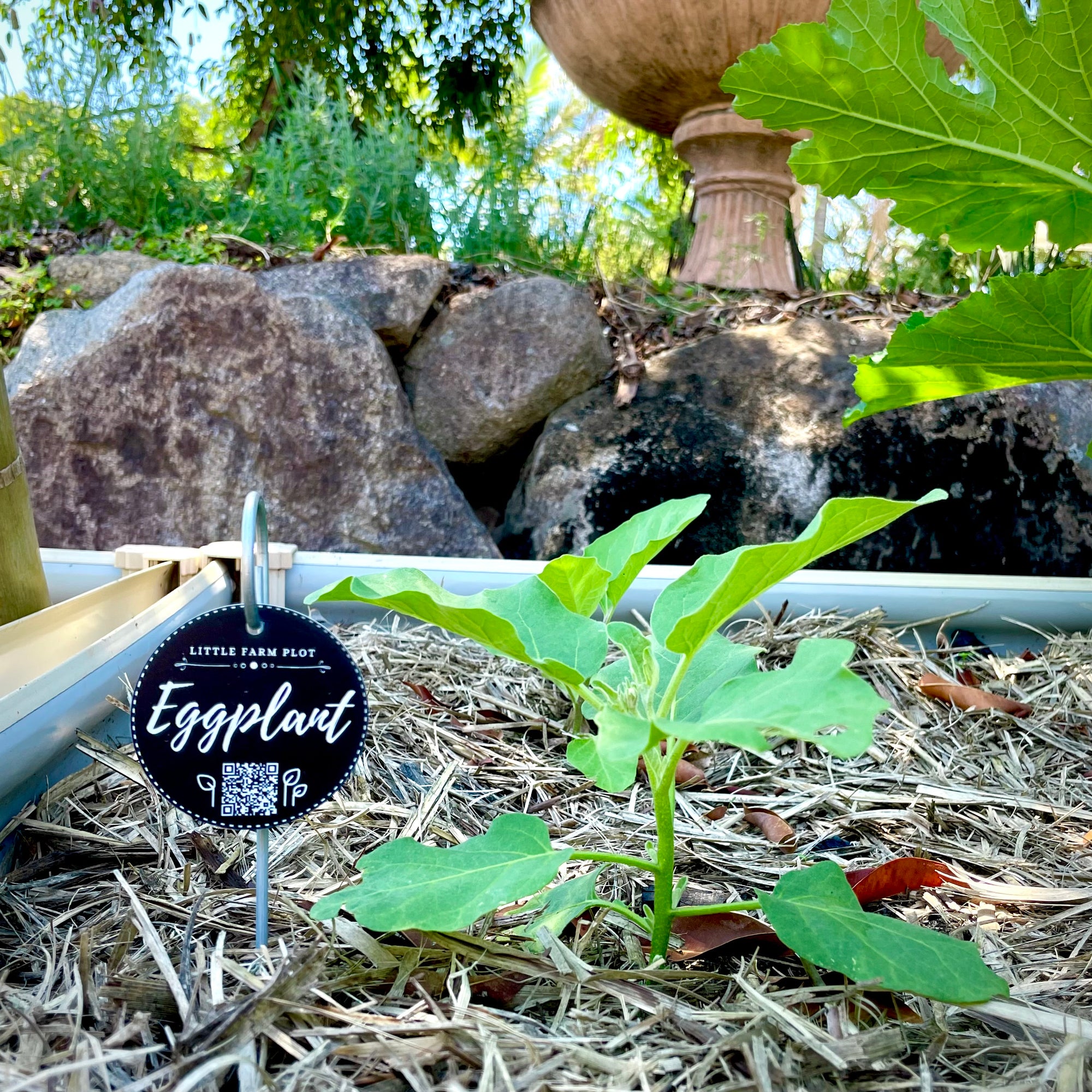 Eggplant