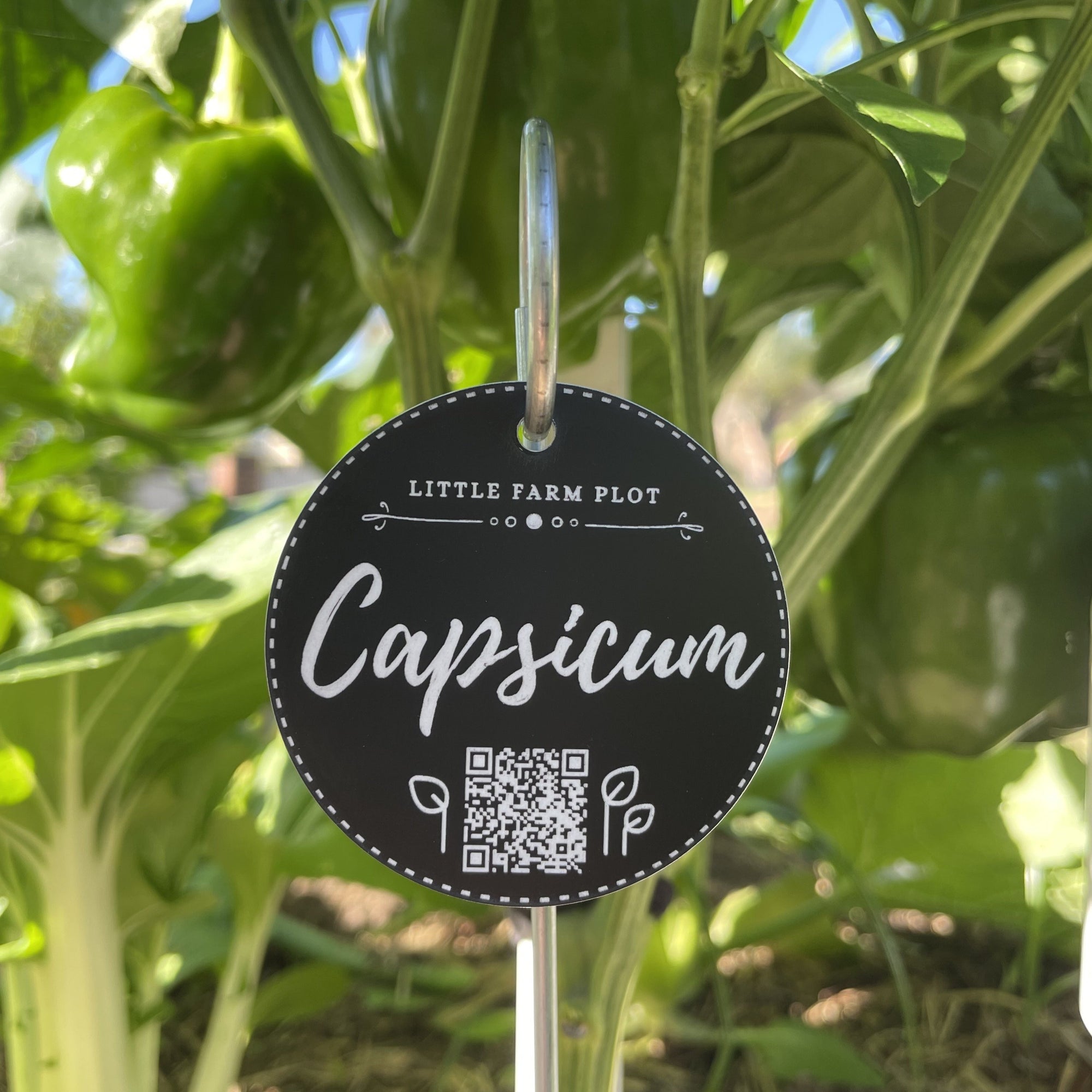 Capsicum