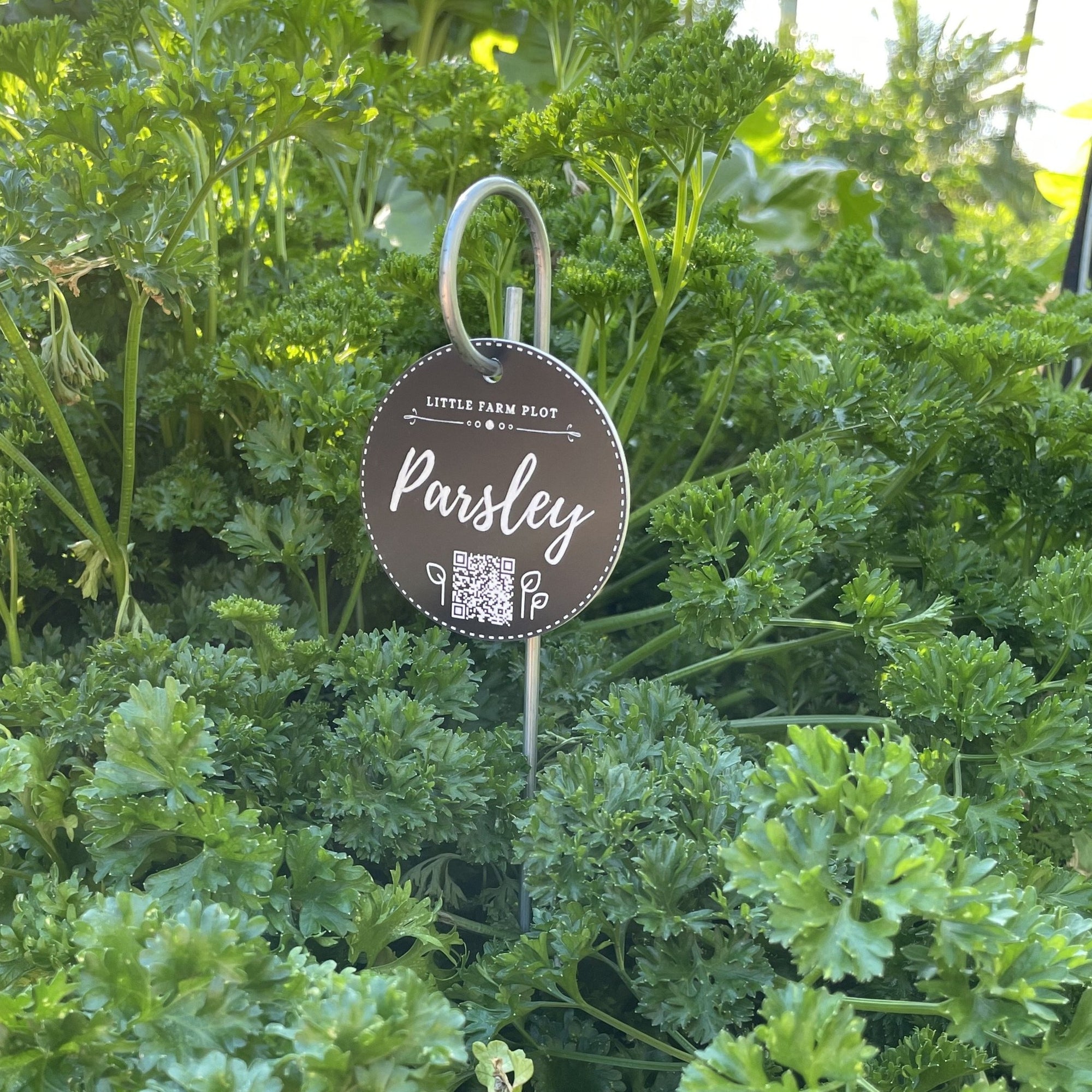 Parsley