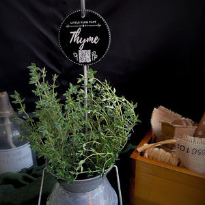 Thyme