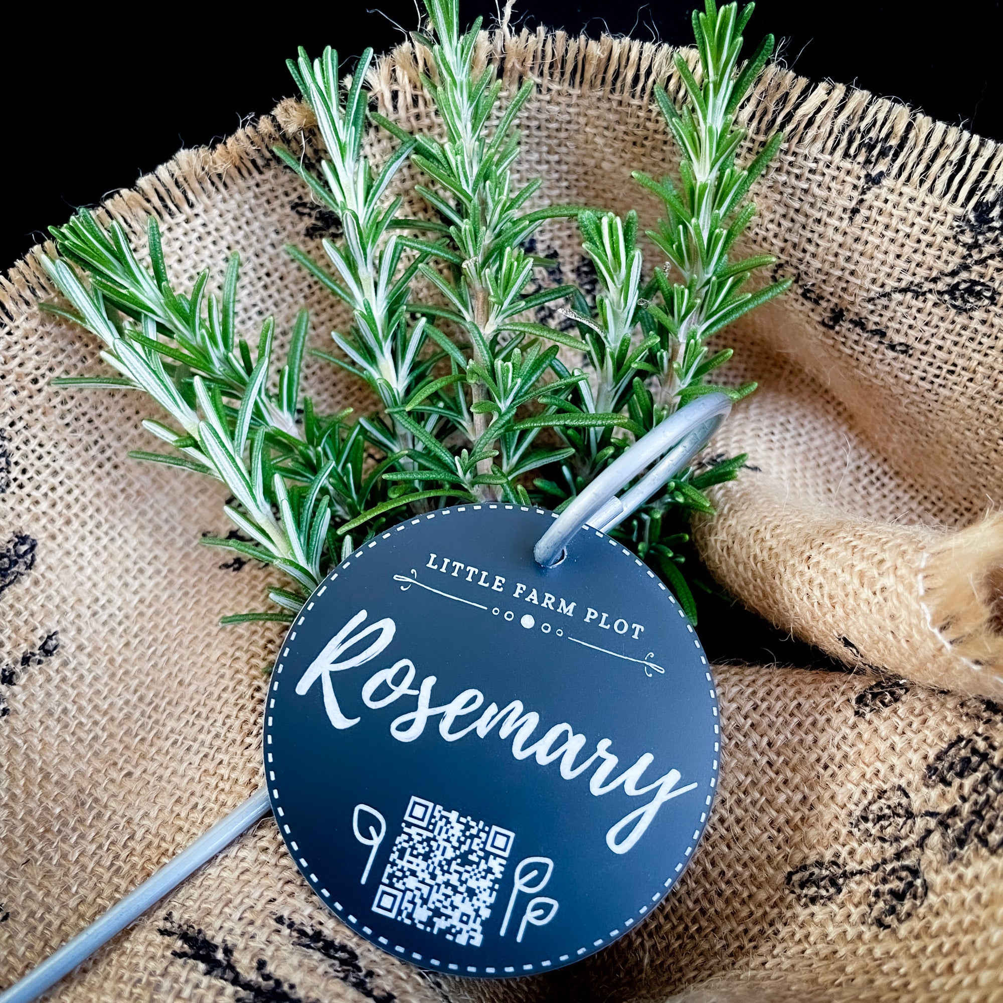 Rosemary