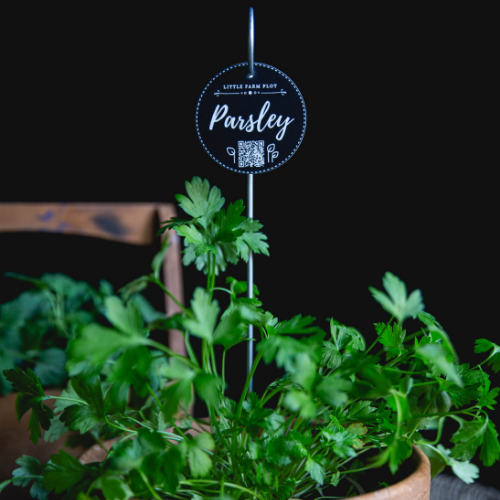 Parsley